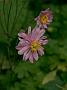 Anemone Bressingham Glow2